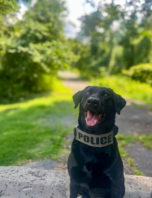 K9 Luna smiles for the camera