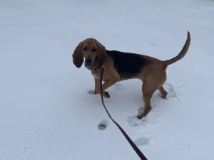 K9 Maggie plays in the snow