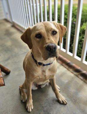 K9 Lily smiles at the camera
